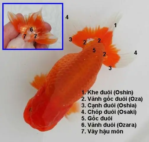 Các Loại Cá Ranchu Phổ Biến Và Cách Nhận Biết
