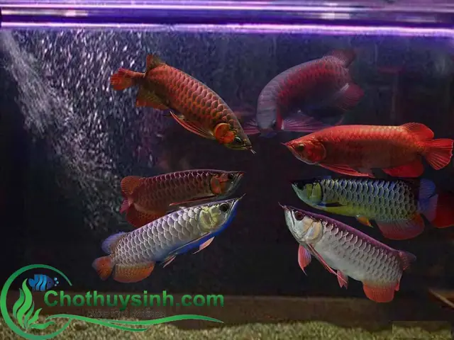 Top 5+ Các Loại Cá Rồng Giá Rẻ Dễ Nuôi Cho Người Mới Bắt Đầu