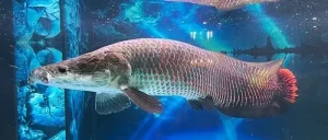 Top Các Loài Cá Săn Mồi Dễ Nuôi Và Phổ Biến Nhất Làm Cá Cảnh