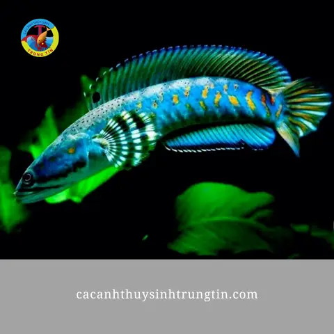 Top Các Loài Cá Săn Mồi Dễ Nuôi Và Phổ Biến Nhất Làm Cá Cảnh Top Các Loài Cá Săn Mồi Dễ Nuôi Và Phổ Biến Nhất Làm Cá Cảnh