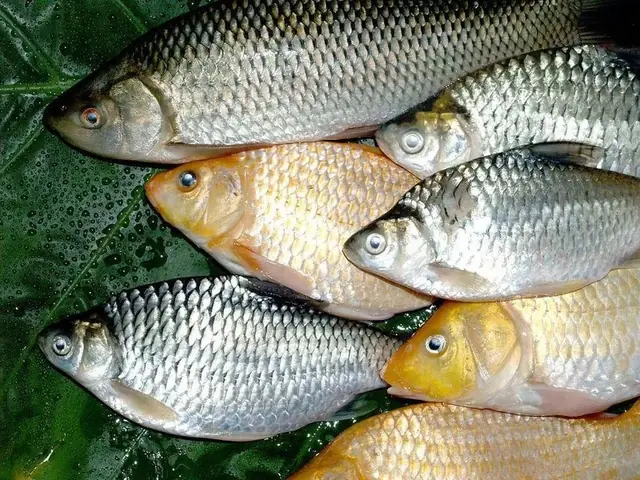 Top 16+ Loài Cá Sông Phổ Biến, Ngon Và Đặc Điểm Nổi Bật Tại Việt Nam