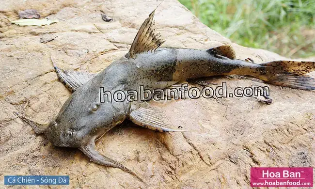 Các Loại Cá Đặc Sản Sông Đà: Danh Sách & Đặc Điểm Nổi Bật