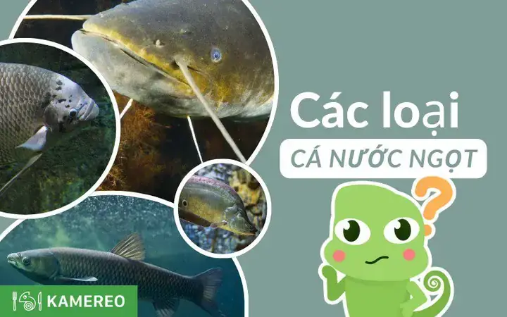 Các Loại Cá Sống Ở Tầng Đáy Nước Ngọt Phổ Biến Và Đặc Điểm