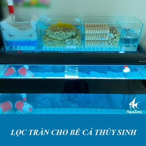 Top 5+ Loại Lọc Hồ Cá Phổ Biến: Lựa Chọn Nào Tốt Nhất Cho Bể Của Bạn?
