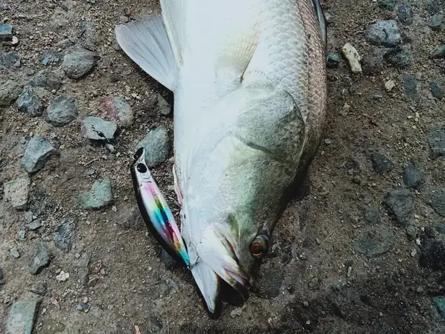 Cách Câu Cá Vược (cá Chẽm) Hiệu Quả Nhất Với Mồi Lure & Mồi Sống