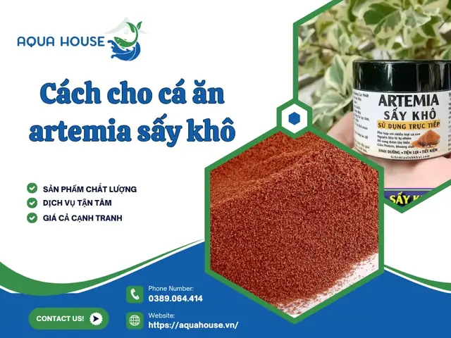 Cách Cho Cá Bột Ăn Artemia Đúng Cách Và Hiệu Quả