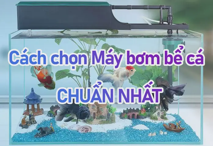 Hướng Dẫn Chi Tiết Cách Chọn Máy Bơm Hồ Cá Phù Hợp, Hiệu Quả