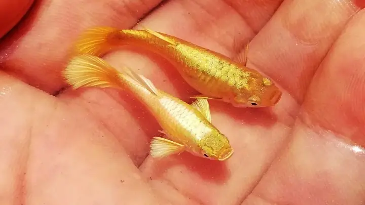 Hướng Dẫn Chi Tiết Cách Nuôi Cá 7 Màu Khỏe Mạnh, Mau Lớn & Sinh Sản