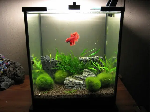 Hướng Dẫn Setup Bể Cá Betta Chuẩn Đẹp Cho Người Mới Bắt Đầu Hướng Dẫn Setup Bể Cá Betta Chuẩn Đẹp Cho Người Mới Bắt Đầu