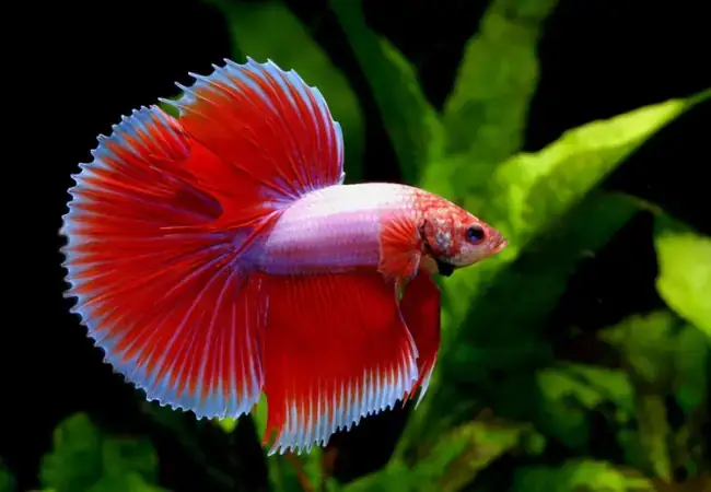 Bí Quyết Giúp Cá Betta Sung Khoẻ Mạnh Và Hung Hăng Tự Nhiên