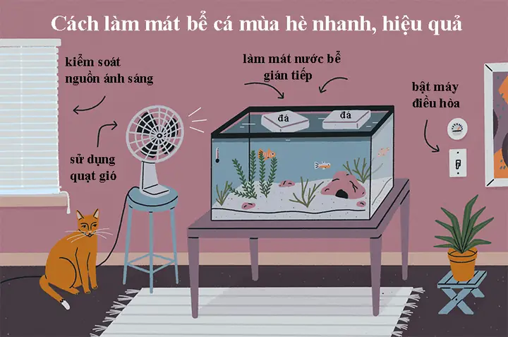 Cách Làm Mát Bể Cá Hiệu Quả Trong Mùa Nắng Nóng