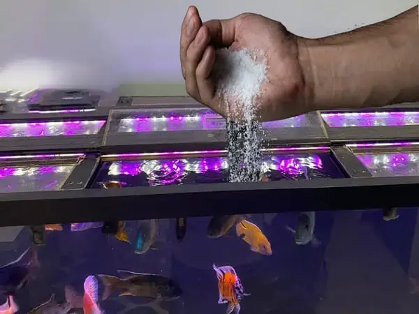 Hướng Dẫn Chi Tiết Cách Làm Vèo Nuôi Cá Hiệu Quả