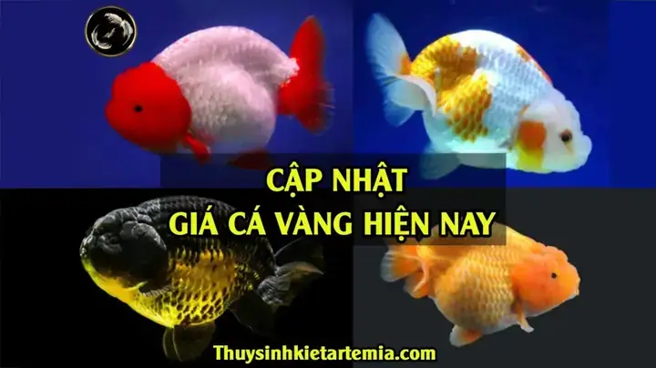 Hướng Dẫn Nuôi Cá 3 Đuôi Đầu Lân Khỏe Mạnh Toàn Diện