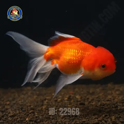 Hướng Dẫn Nuôi Cá 3 Đuôi Đầu Lân Khỏe Mạnh Toàn Diện
