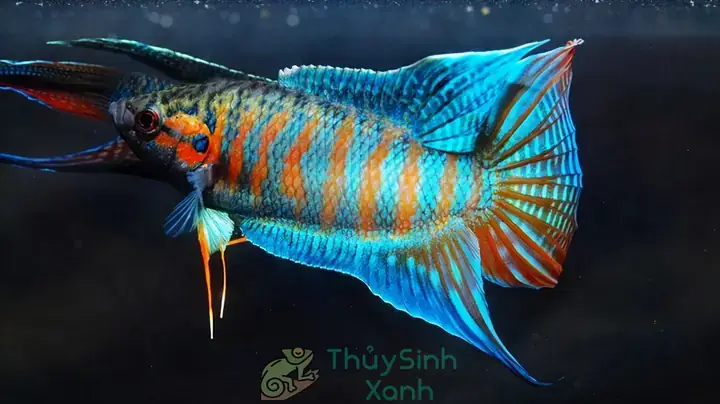 Cách Nuôi Cá Betta Lên Màu Đẹp: Hướng Dẫn Chi Tiết Từ Chuyên Gia
