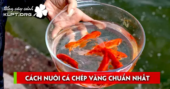 Hướng Dẫn Nuôi Cá Chép Vàng Chuẩn Chỉnh Cho Người Mới Bắt Đầu