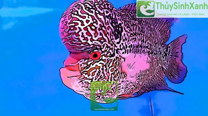 Bí Quyết Nuôi Cá La Hán Lên Đầu To, Sóng Sánh Chuẩn Chuyên Gia