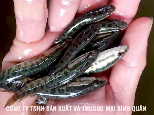 Hướng Dẫn Chi Tiết Cách Nuôi Cá Lóc Con Thành Công & Hiệu Quả