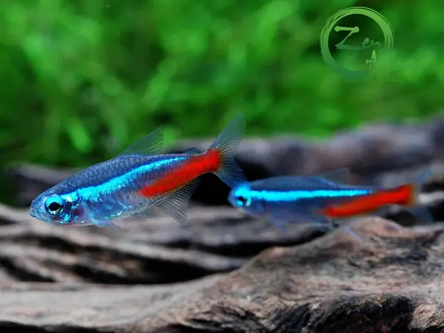 Hướng Dẫn Nuôi Cá Neon Vua & Neon Xanh: Bí Quyết Lên Màu Đẹp, Không Chết