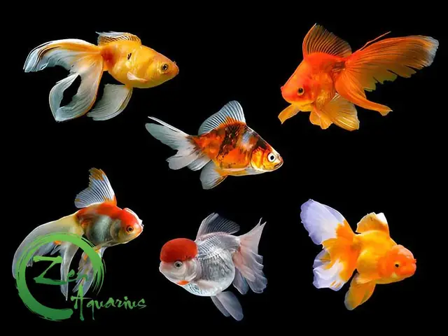 Hướng Dẫn Chi Tiết Cách Nuôi Cá Vàng Oranda Khỏe Mạnh Và Lên Màu Đẹp