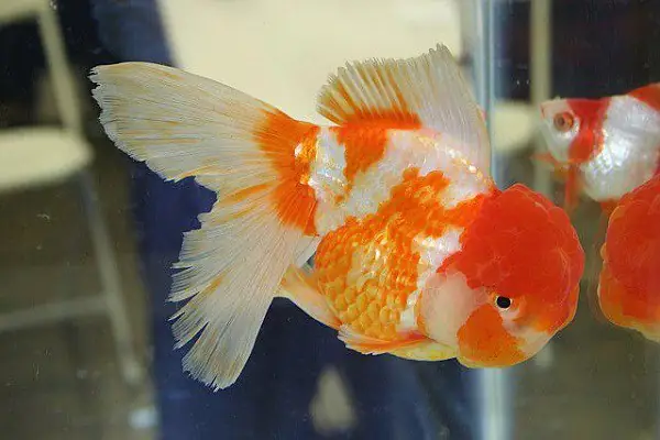 Hướng Dẫn Chi Tiết Cách Nuôi Cá Vàng Oranda Khỏe Mạnh Và Lên Màu Đẹp