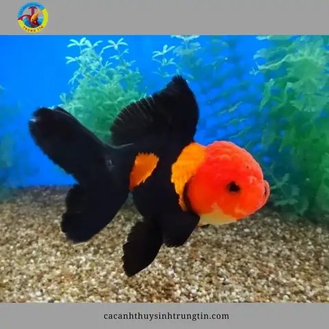 Hướng Dẫn Chi Tiết Cách Nuôi Cá Vàng Oranda Khỏe Mạnh Và Lên Màu Đẹp