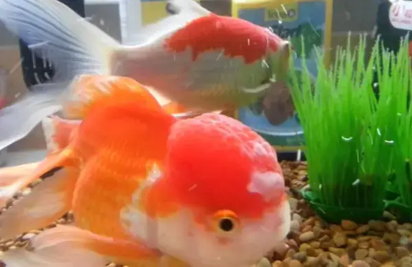 Hướng Dẫn Chi Tiết Cách Nuôi Cá Vàng Oranda Khỏe Mạnh Và Lên Màu Đẹp