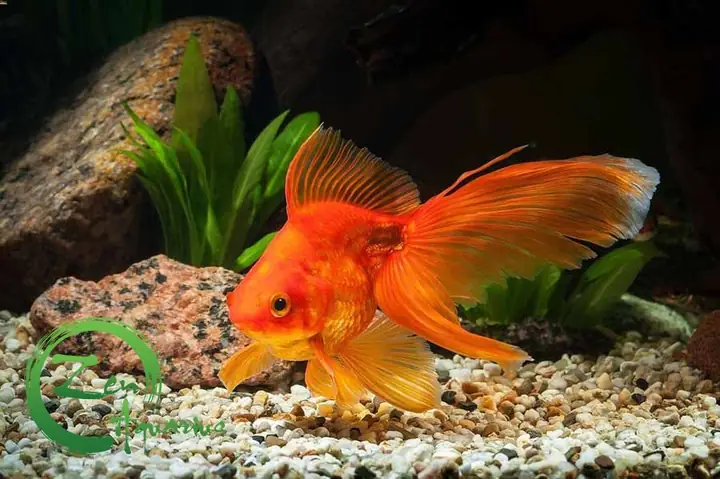 Hướng Dẫn Chi Tiết Cách Nuôi Cá Vàng Oranda Khỏe Mạnh Và Lên Màu Đẹp