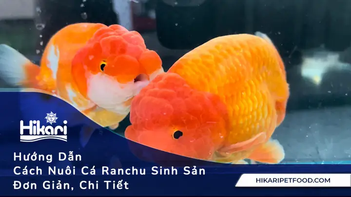 Hướng Dẫn Nuôi Cá Ranchu: Bí Quyết Từ A-z Cho Người Mới Bắt Đầu