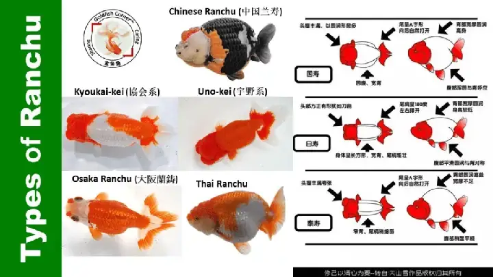 Hướng Dẫn Nuôi Cá Ranchu: Bí Quyết Từ A-z Cho Người Mới Bắt Đầu