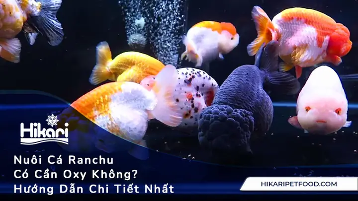 Hướng Dẫn Nuôi Cá Ranchu: Bí Quyết Từ A-z Cho Người Mới Bắt Đầu
