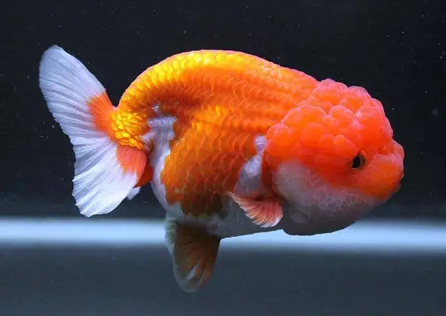 Hướng Dẫn Nuôi Cá Ranchu: Bí Quyết Từ A-z Cho Người Mới Bắt Đầu