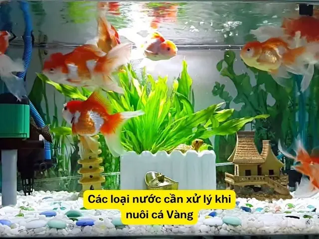 Hướng Dẫn Nuôi Cá Ranchu: Bí Quyết Từ A-z Cho Người Mới Bắt Đầu