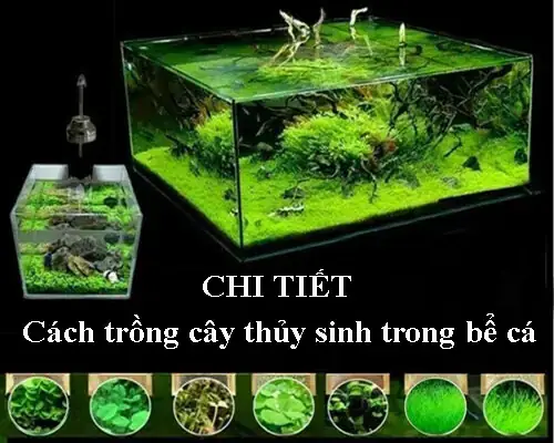 Cách Nuôi Rong Trong Bể Cá: Hướng Dẫn Chi Tiết Từ A-z Cho Người Mới Cách Nuôi Rong Trong Bể Cá: Hướng Dẫn Chi Tiết Từ A-z Cho Người Mới