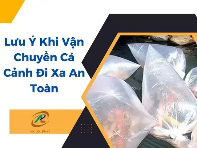 Hướng Dẫn Chi Tiết Cách Ship Cá Cảnh Đi Xa An Toàn, Không Bị Chết Hướng Dẫn Chi Tiết Cách Ship Cá Cảnh Đi Xa An Toàn, Không Bị Chết