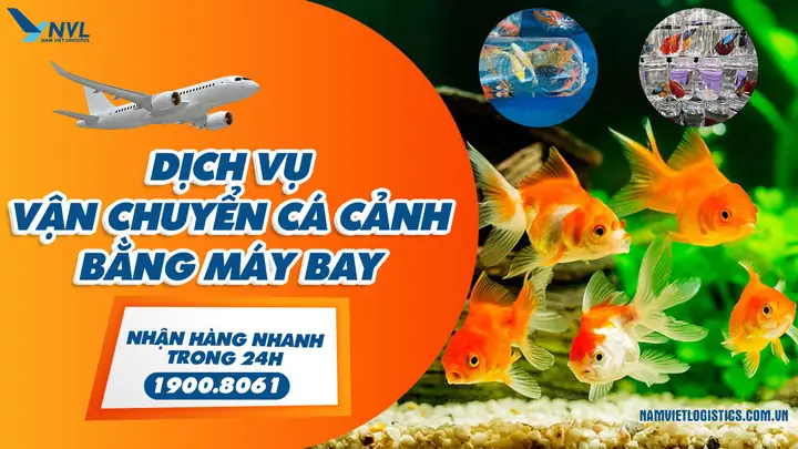 Hướng Dẫn Chi Tiết Cách Ship Cá Cảnh Đi Xa An Toàn, Không Bị Chết Hướng Dẫn Chi Tiết Cách Ship Cá Cảnh Đi Xa An Toàn, Không Bị Chết