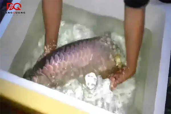 Hướng Dẫn Chi Tiết Cách Ship Cá Cảnh Đi Xa An Toàn, Không Bị Chết Hướng Dẫn Chi Tiết Cách Ship Cá Cảnh Đi Xa An Toàn, Không Bị Chết