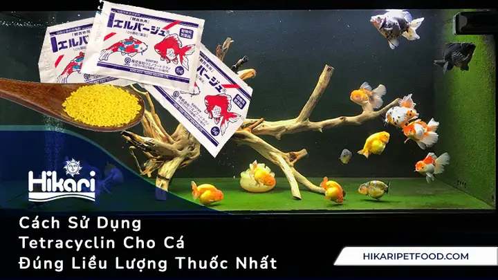 Hướng Dẫn Sử Dụng Tetracyclin Cho Cá Đúng Cách & An Toàn Hướng Dẫn Sử Dụng Tetracyclin Cho Cá Đúng Cách & An Toàn