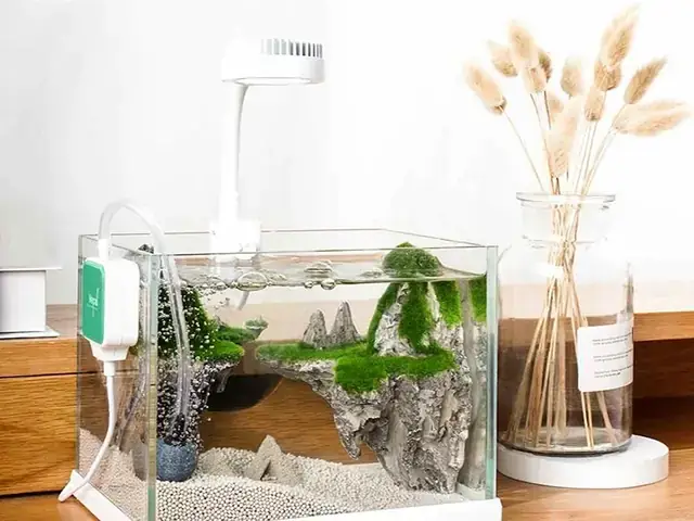 Cách Tạo Oxy Cho Bể Cá Mini: Hướng Dẫn Từ A-z Không Cần Máy