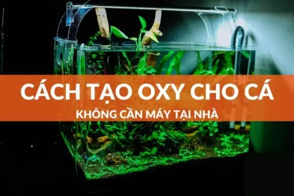 Cách Tạo Oxy Cho Bể Cá Mini: Hướng Dẫn Từ A-z Không Cần Máy