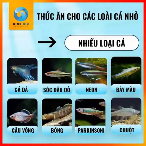 Cám Cho Cá Neon: Loại Nào Tốt, Cách Chọn Và Cho Ăn Tăng Màu