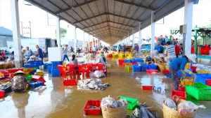 Cảng Cá Tắc Cậu Kiên Giang: Quy Mô, Hoạt Động Và Tình Hình Thực Tế