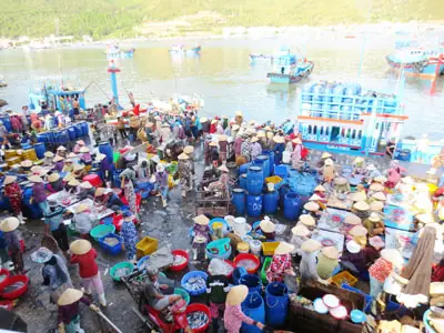 Cảng Cá Vĩnh Trường Nha Trang: Thông Tin Chi Tiết & Trải Nghiệm Du Lịch