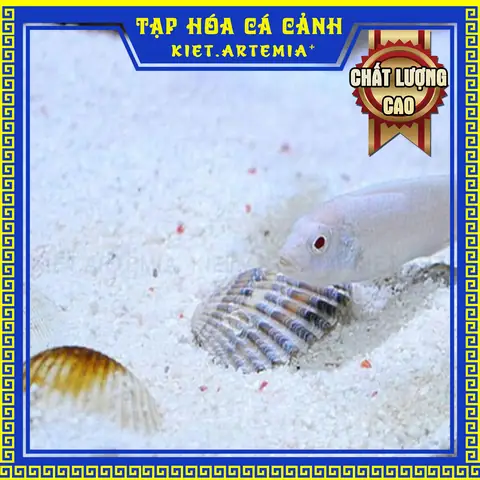 Cát Trắng Bể Cá: Hướng Dẫn Chọn, Sử Dụng & Lợi Ích Cho Hồ Thủy Sinh Cát Trắng Bể Cá: Hướng Dẫn Chọn, Sử Dụng & Lợi Ích Cho Hồ Thủy Sinh