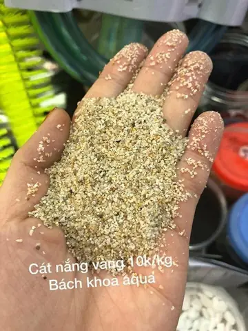 Cát Vàng Cho Bể Cá: Chọn Loại Nào Tốt, Hướng Dẫn Sử Dụng & Vệ Sinh Cát Vàng Cho Bể Cá: Chọn Loại Nào Tốt, Hướng Dẫn Sử Dụng & Vệ Sinh