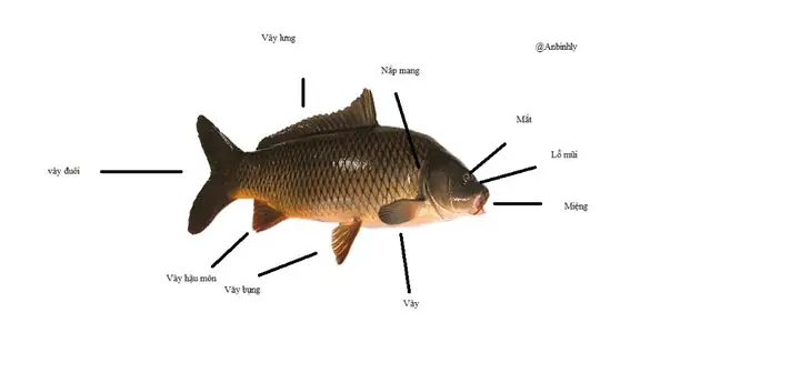 Cấu Tạo Ngoài Của Cá Chép: Đặc Điểm Thích Nghi Với Môi Trường Sống Dưới Nước Cấu Tạo Ngoài Của Cá Chép: Đặc Điểm Thích Nghi Với Môi Trường Sống Dưới Nước