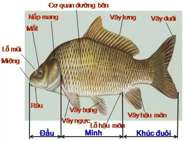 Cấu Tạo Ngoài Của Cá Chép: Đặc Điểm Thích Nghi Với Môi Trường Sống Dưới Nước Cấu Tạo Ngoài Của Cá Chép: Đặc Điểm Thích Nghi Với Môi Trường Sống Dưới Nước