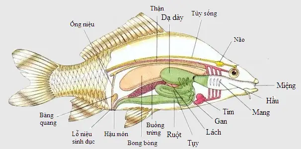 Cấu Tạo Trong Của Cá Chép: Khám Phá Chi Tiết Các Cơ Quan Nội Tạng Cấu Tạo Trong Của Cá Chép: Khám Phá Chi Tiết Các Cơ Quan Nội Tạng