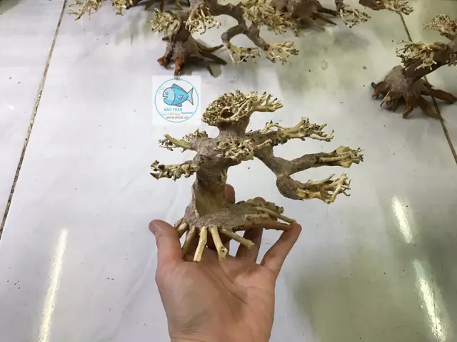 Cây Lũa Hồ Cá Thủy Sinh: Hướng Dẫn Chọn, Xử Lý Và Trang Trí Layout Đẹp