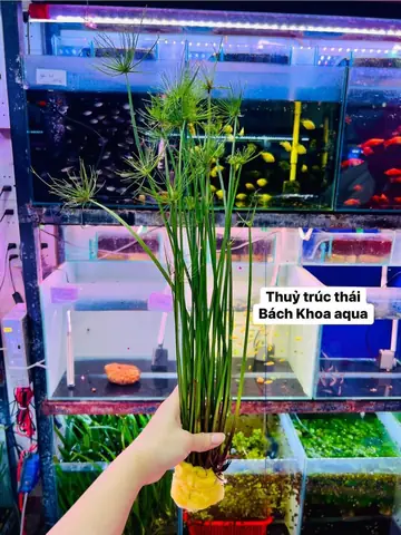 Top 10+ Cây Thủy Sinh Đẹp, Dễ Trồng Cho Bể Cá Cảnh (cập Nhật Mới Nhất)